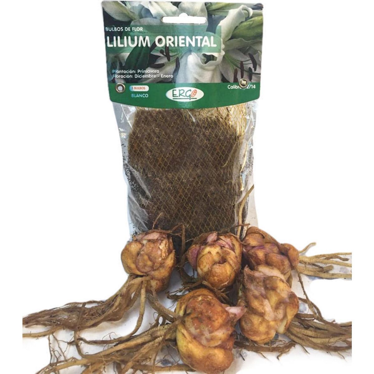ERGO - Bulbo lilium oriental surtido 5 unidades