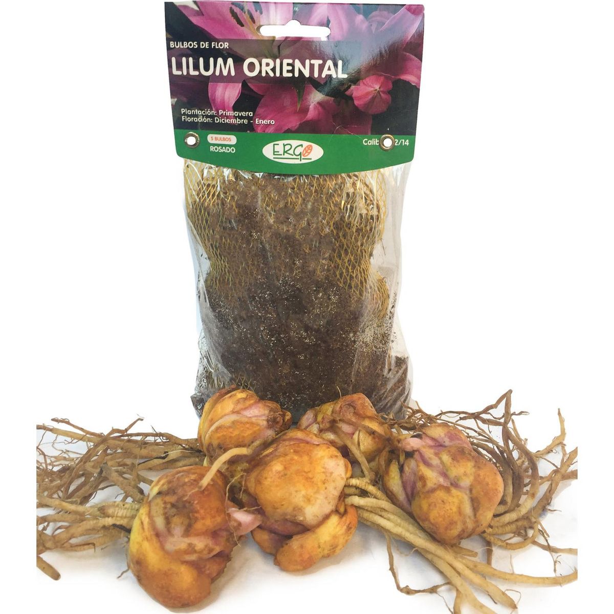 ERGO - Bulbo lilium oriental surtido 5 unidades