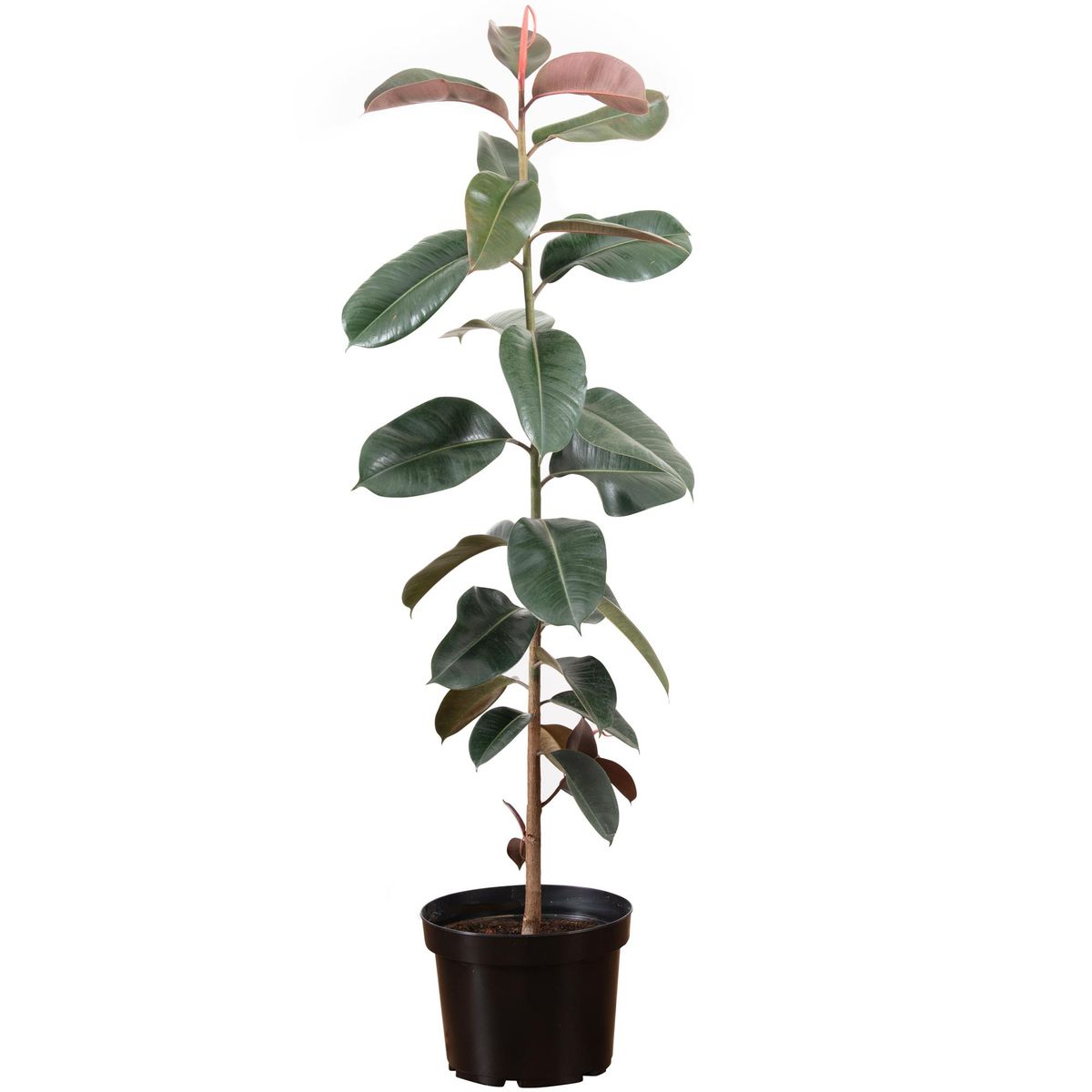 Gomero Variedades 100 cm Natural CT26, marca LAS BANDURRIAS - Foto Principal