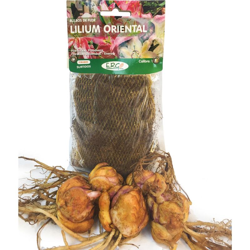 ERGO - Bulbo lilium oriental surtido 5 unidades