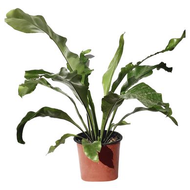 Asplenium 35 cm Natural CT15