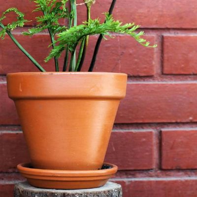 Imagen 2 del producto Plato Base Maceta Arcilla 30 Cm Decorativo Jardín