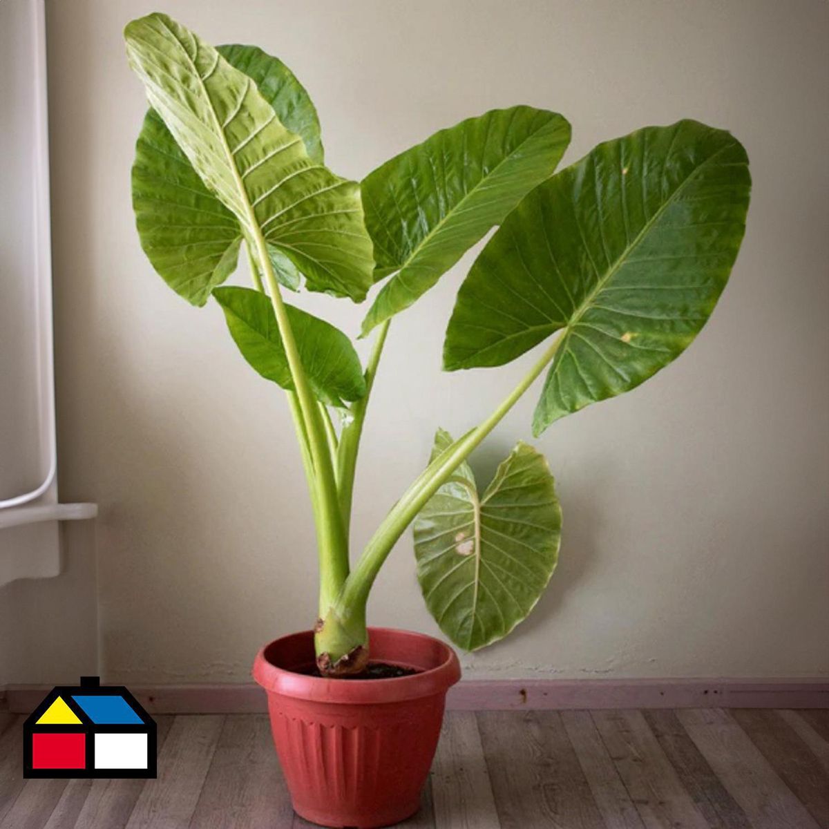 FLORES DE MI TIERRA - Manto de Eva 80 cm Natural CT28