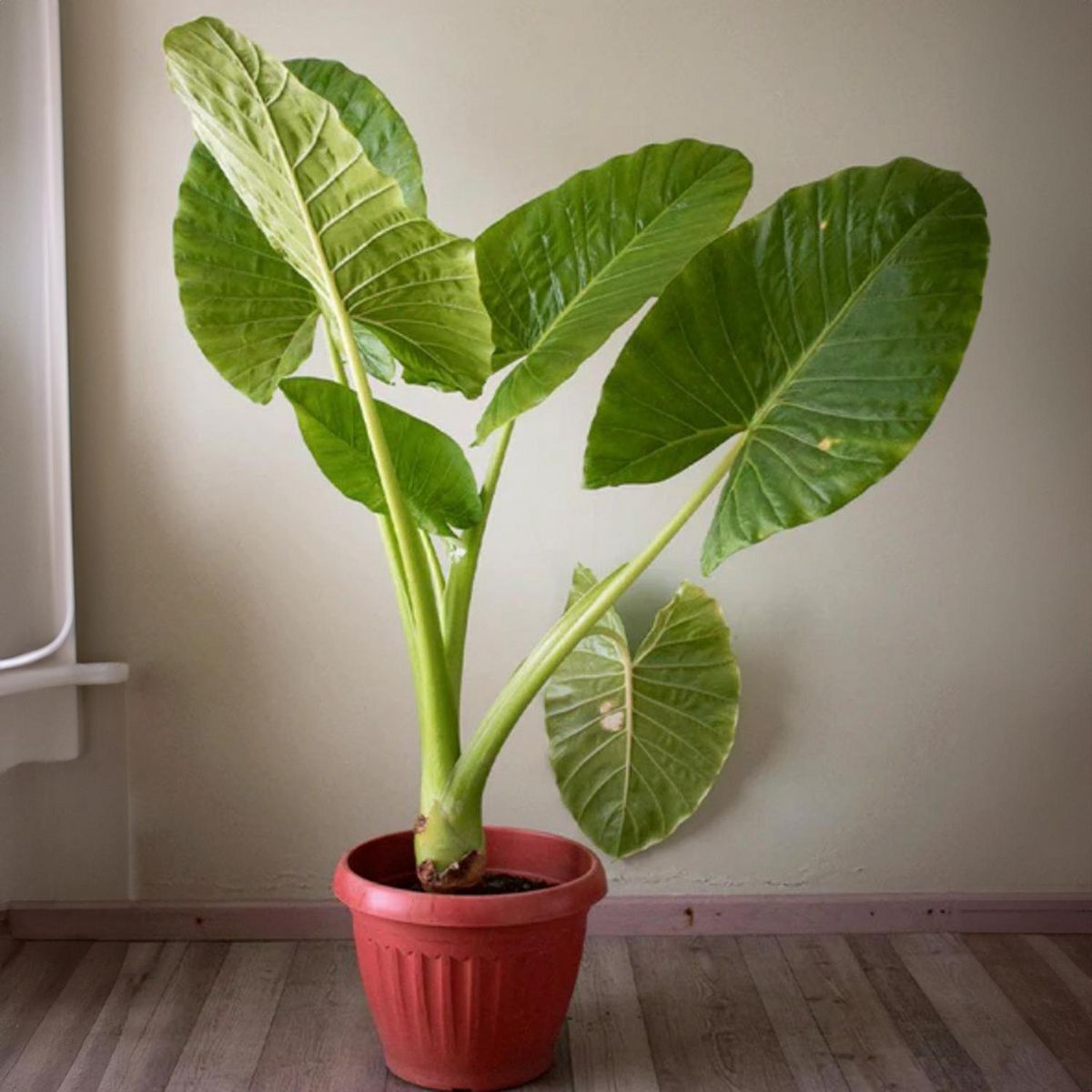 FLORES DE MI TIERRA - Manto de Eva 80 cm Natural CT28