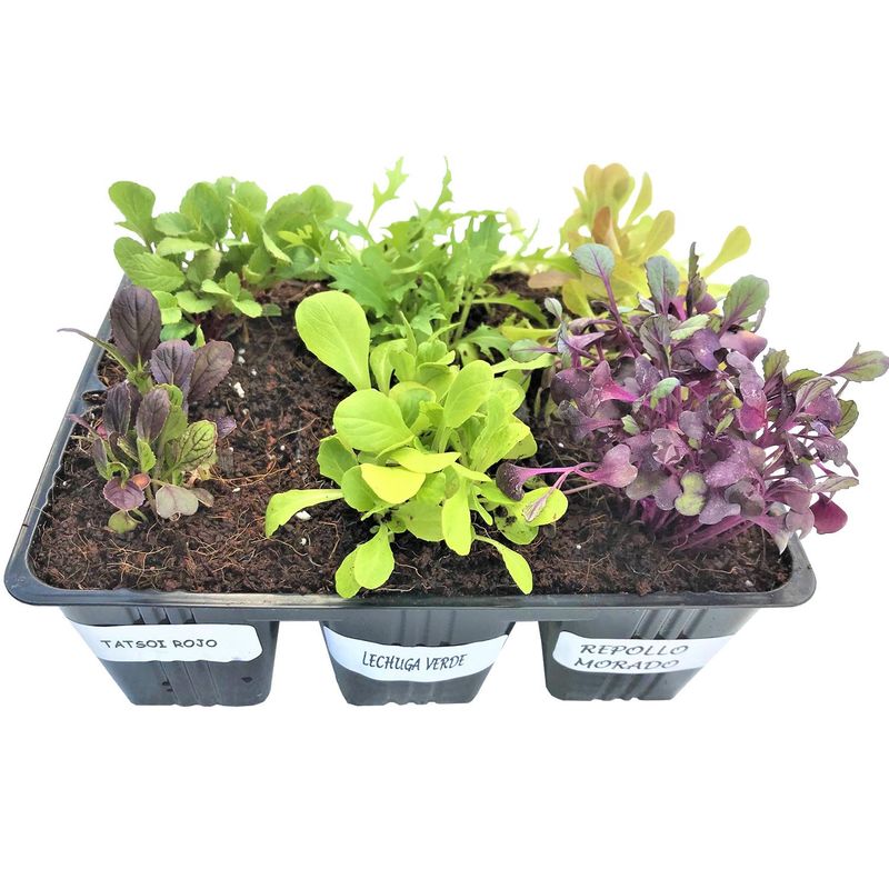 JARDIN SECRETO - Cesta Huerta 6 cm Natural CT8