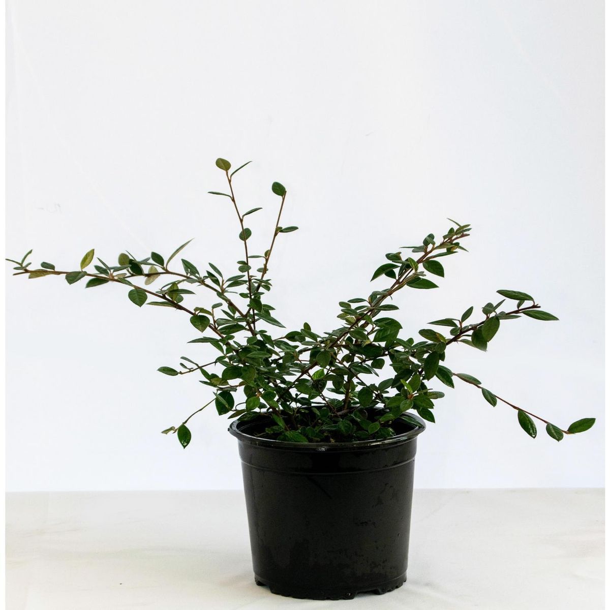 VIVERO LOS BOLDOS - Cotoneaster 20 cm Natural CT19