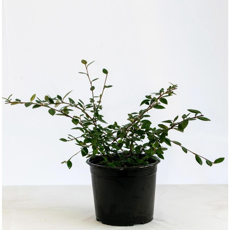 VIVERO LOS BOLDOS - Cotoneaster 20 cm Natural CT19