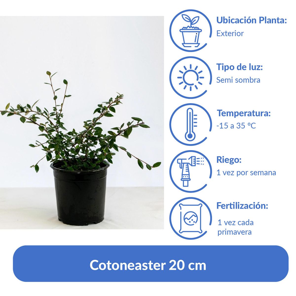 VIVERO LOS BOLDOS - Cotoneaster 20 cm Natural CT19