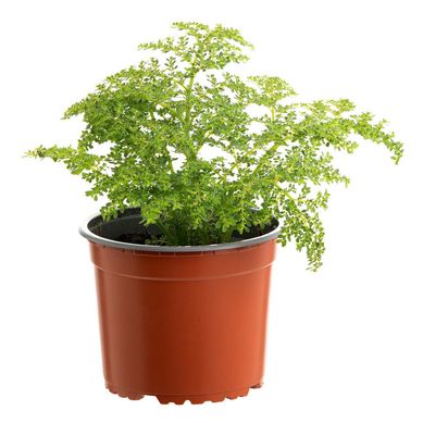 Helecho Arroz 20 cm Natural CT15