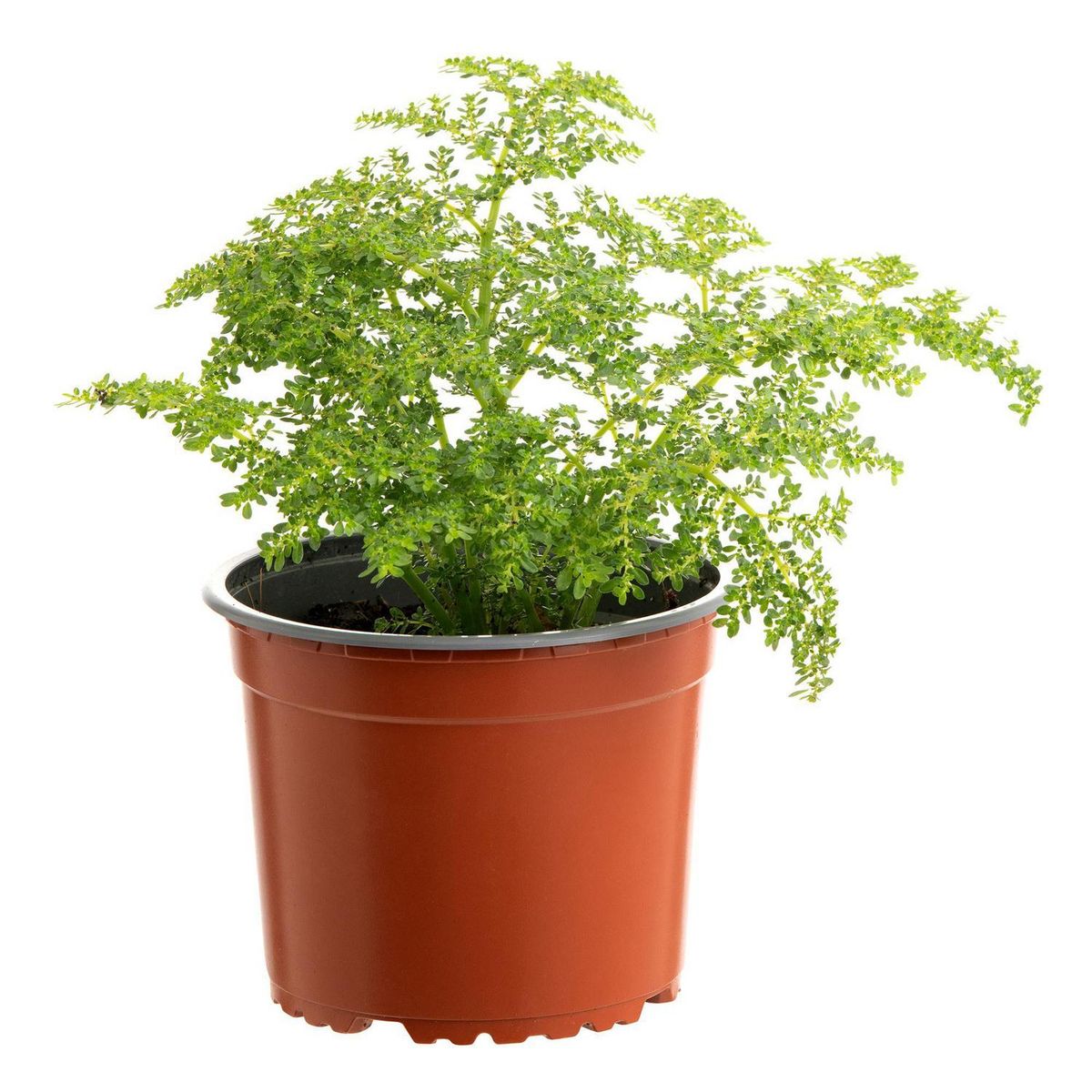 LAS BANDURRIAS - Helecho Arroz 20 cm Natural CT15