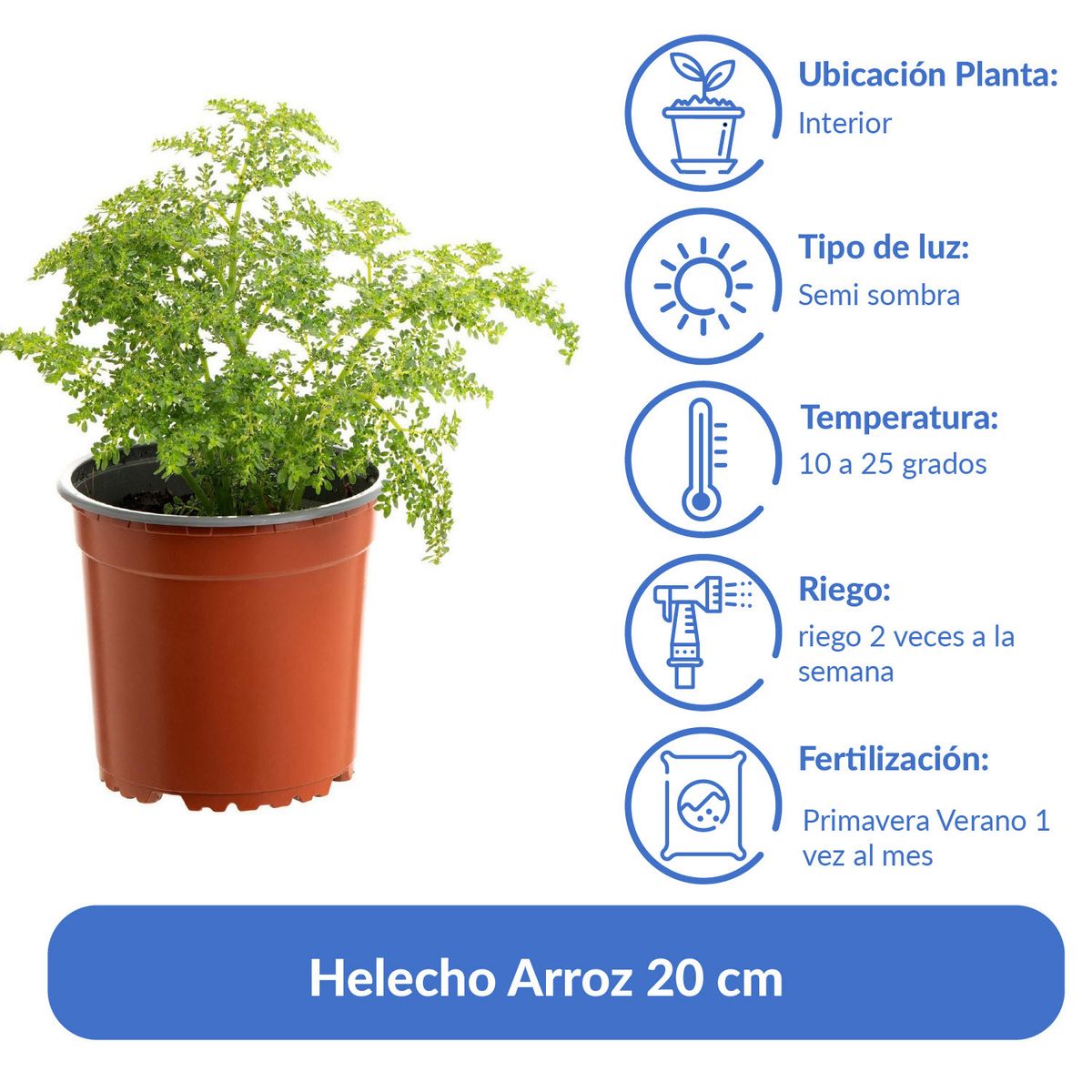 LAS BANDURRIAS - Helecho Arroz 20 cm Natural CT15