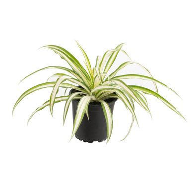 Clorofito 20 cm Natural CT13