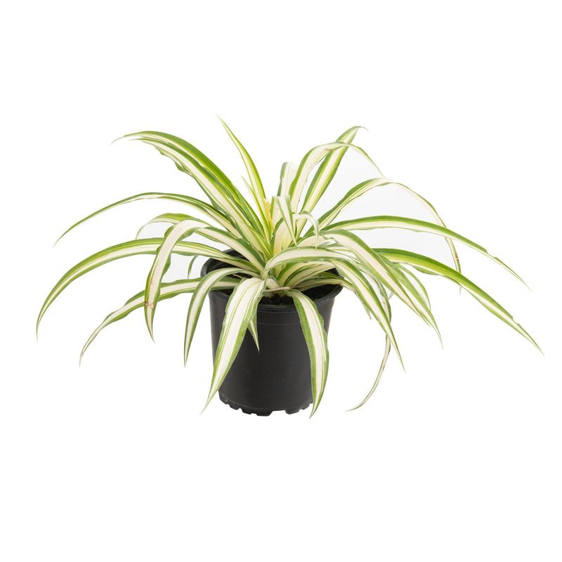 LAS BANDURRIAS - Clorofito 20 cm Natural CT13