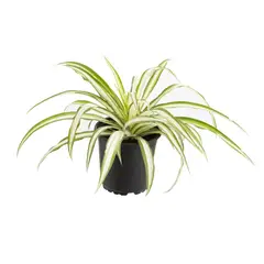 LAS BANDURRIAS - Clorofito 20 cm Natural CT13