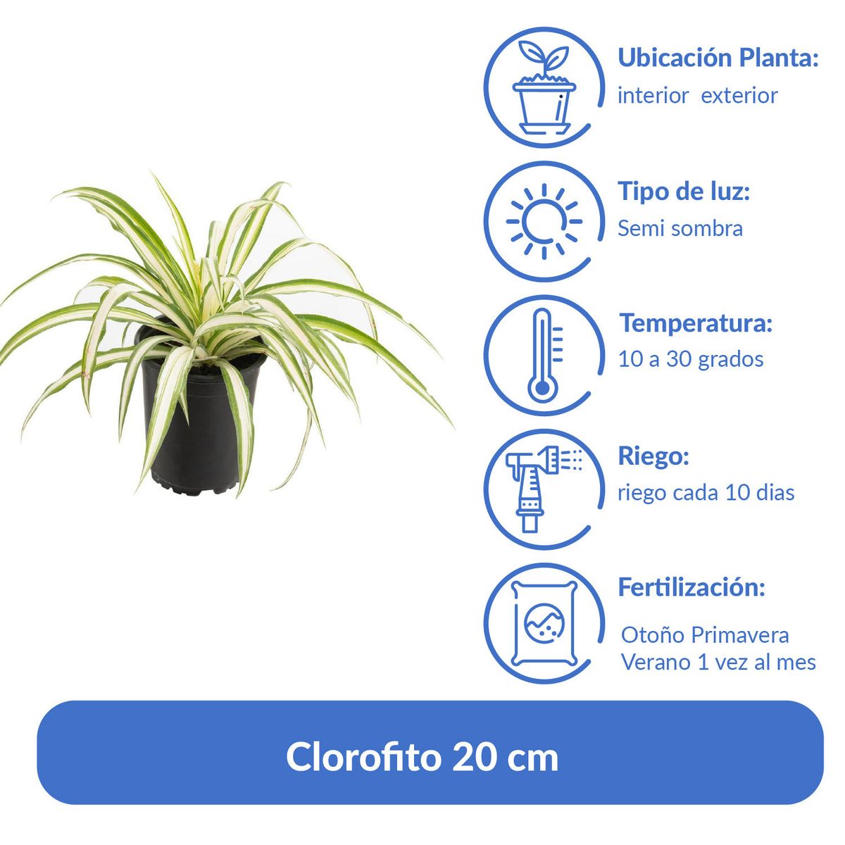 LAS BANDURRIAS - Clorofito 20 cm Natural CT13