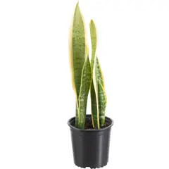 LAS BANDURRIAS - Sansevieria Laurenti 30 cm Natural CT13