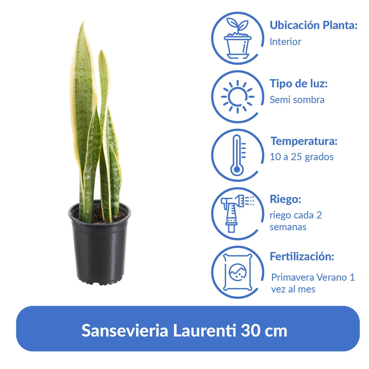 LAS BANDURRIAS - Sansevieria Laurenti 30 cm Natural CT13
