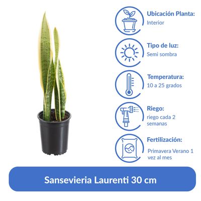 Imagen 2 del producto Sansevieria Laurenti 30 cm Natural CT13
