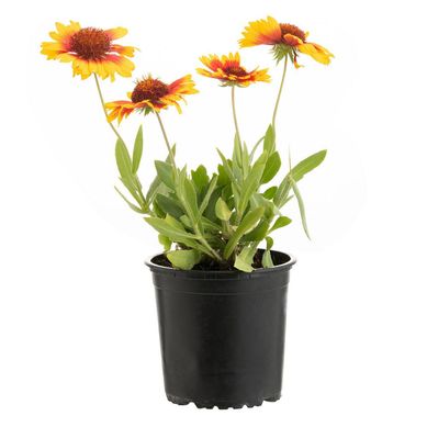 Gallardia Aristata 20 cm Natural CT13