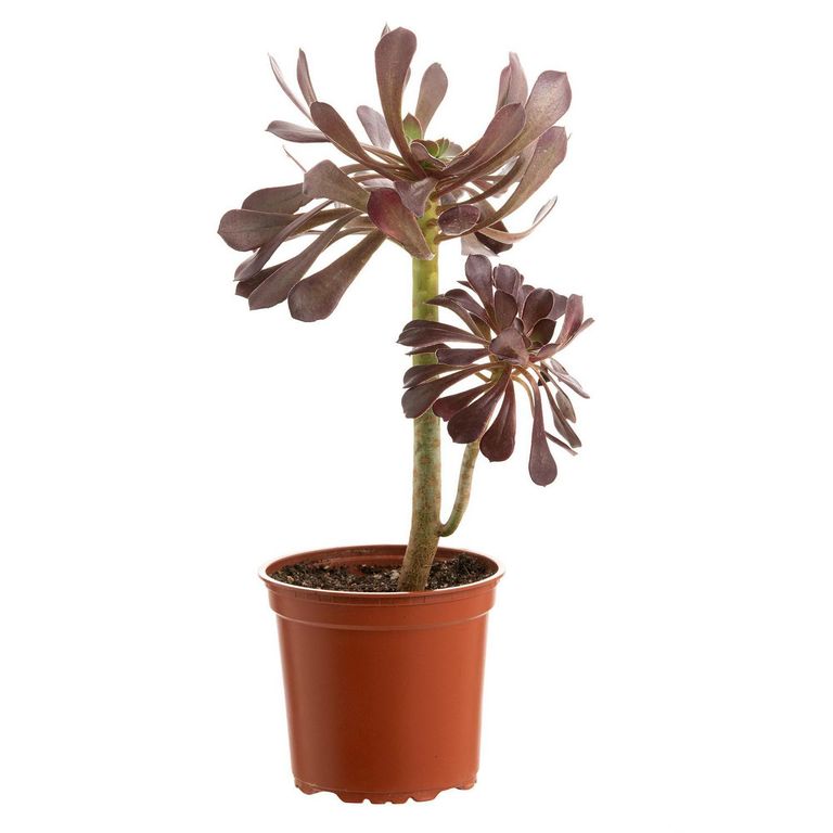 Planta Aeonium 20 cm Natural CT13
