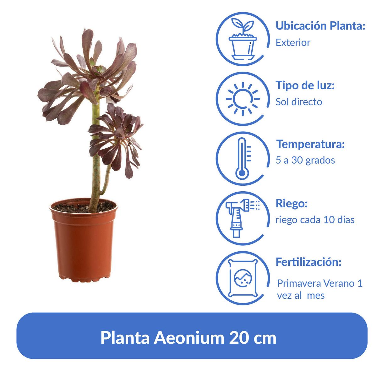 LAS BANDURRIAS - Planta Aeonium 20 cm Natural CT13