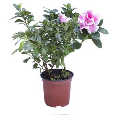 Azalea 0,20 m