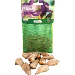 ERGO - Bulbo fresia surtido 12 unidades