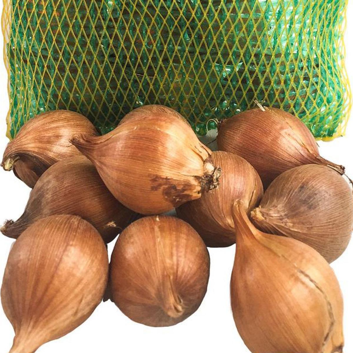 ERGO - Bulbo irirs holándica surtido 10 unidades