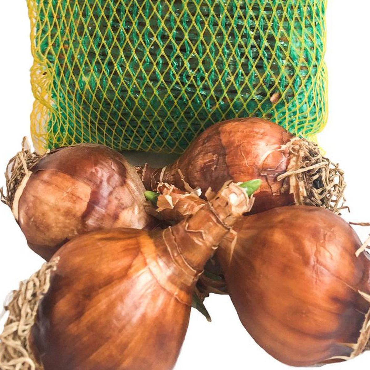 ERGO - Bulbo narciso surtido 4 unidades