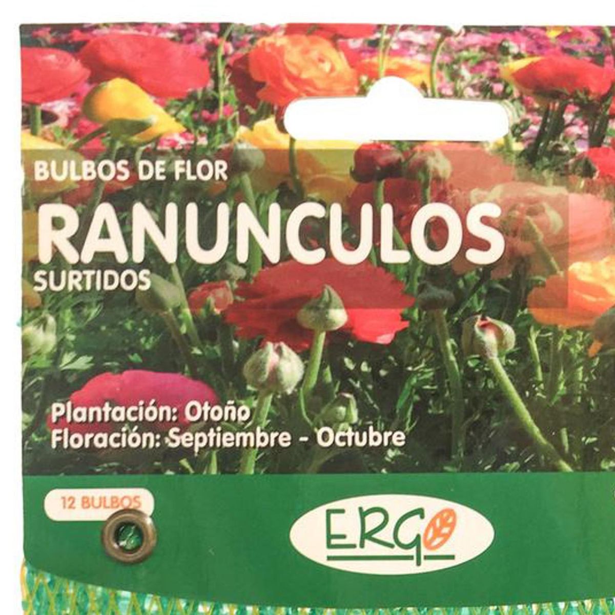 ERGO - Bulbo ranúnculo surtido 12 unidades