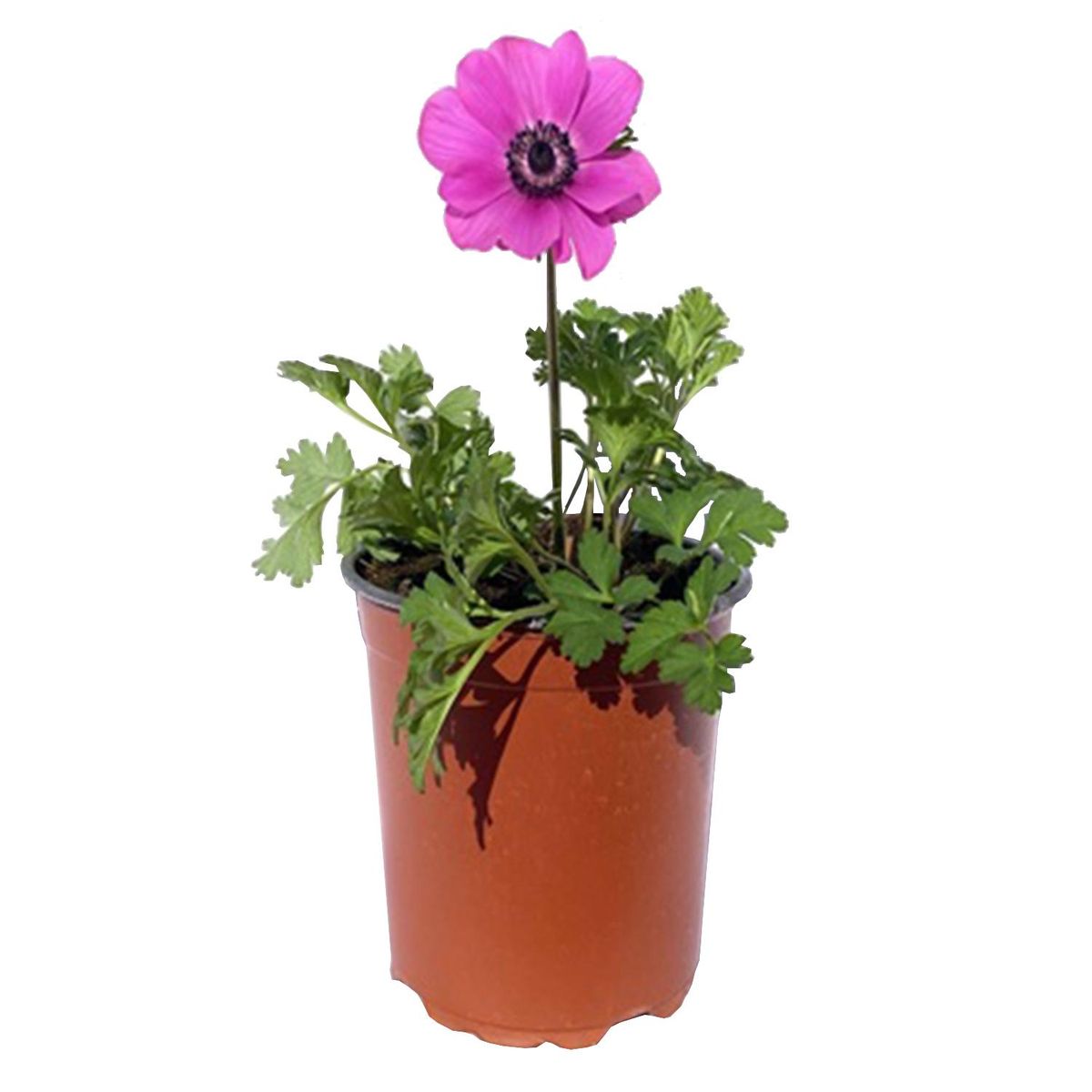 FLORES DE MI TIERRA - Anémona 0,20m ct15 Natural 20 cm