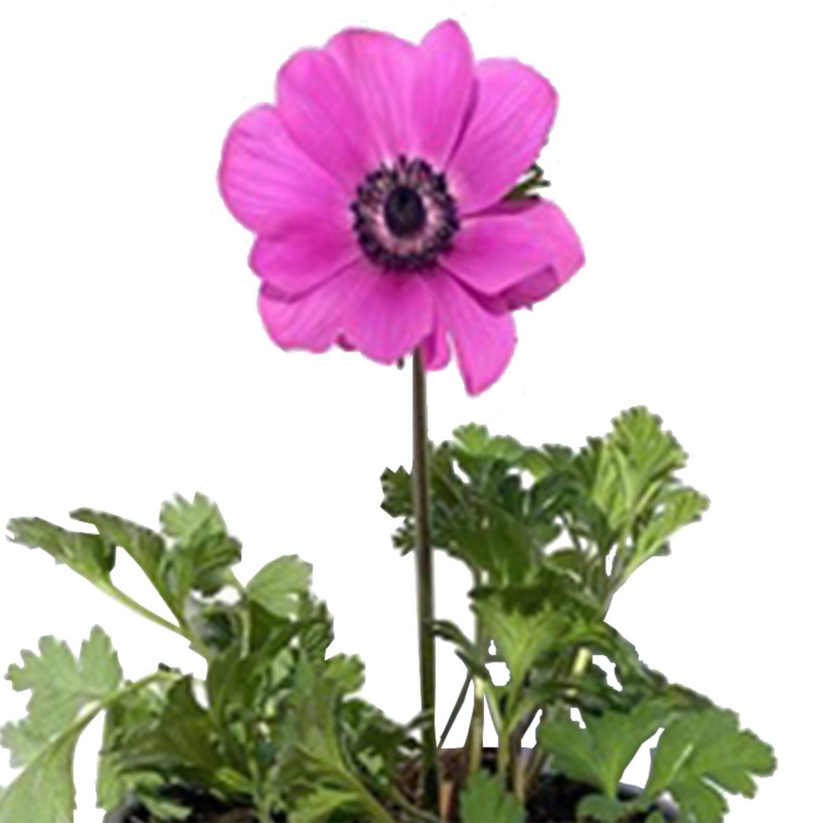 FLORES DE MI TIERRA - Anémona 0,20m ct15 Natural 20 cm