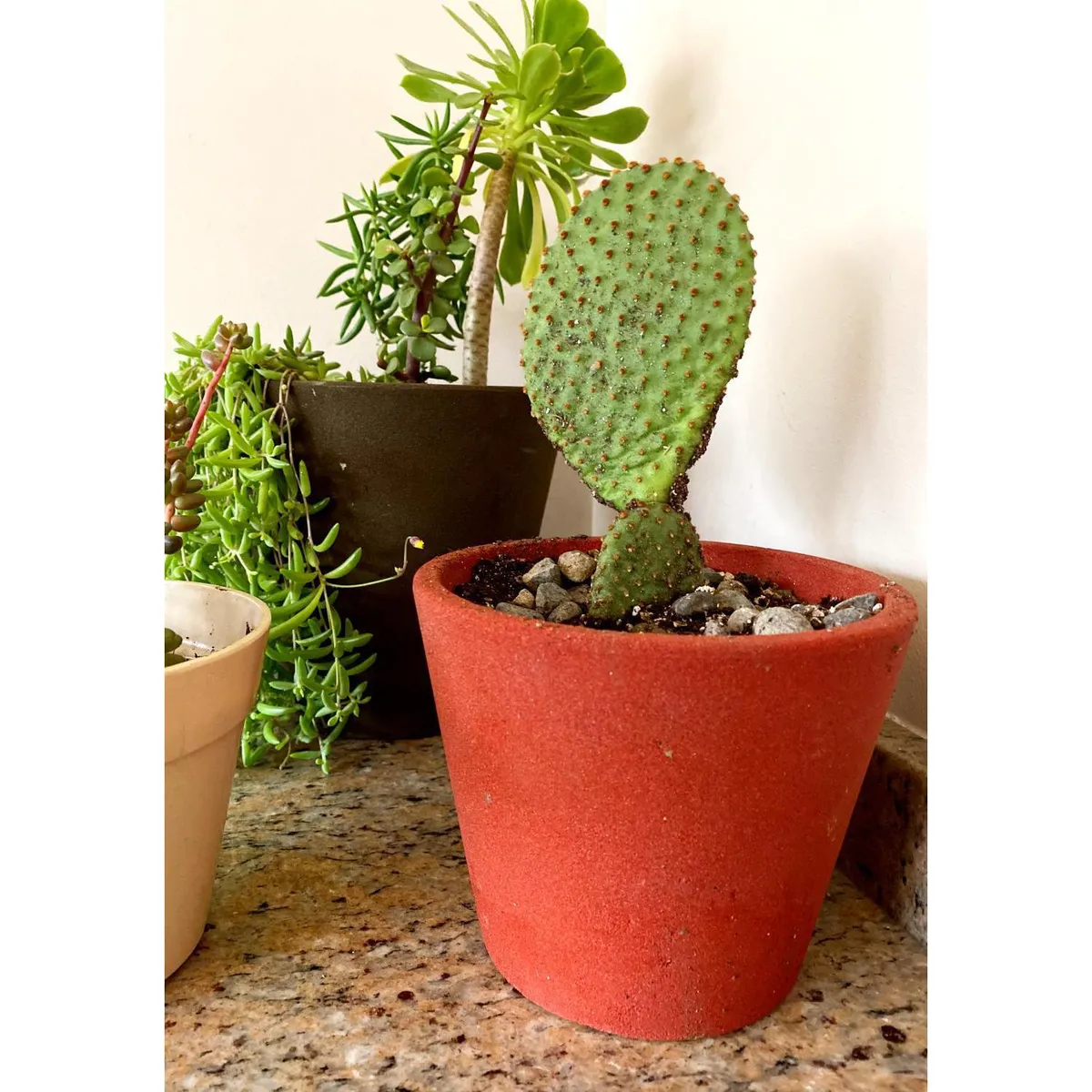 DECOGREEN - Set 2 Maceteros Biodegradables de Silicona 15x13 cm Rojo