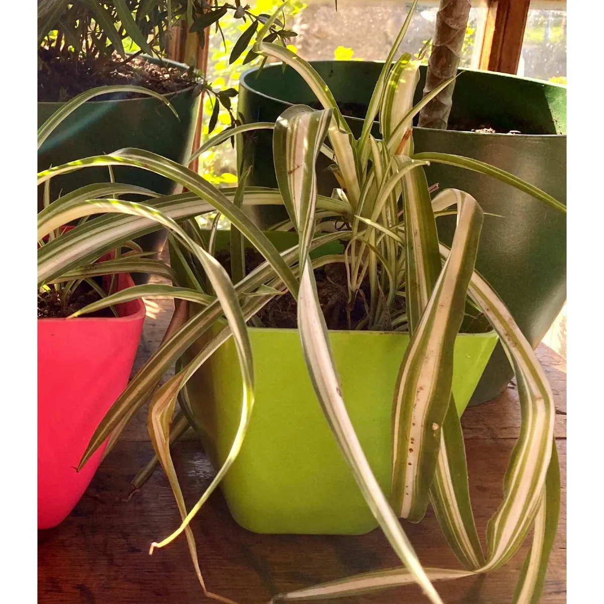 DECOGREEN - Set 2 Maceteros Biodegradables de Silicona 13.3x12.4 cm Verde