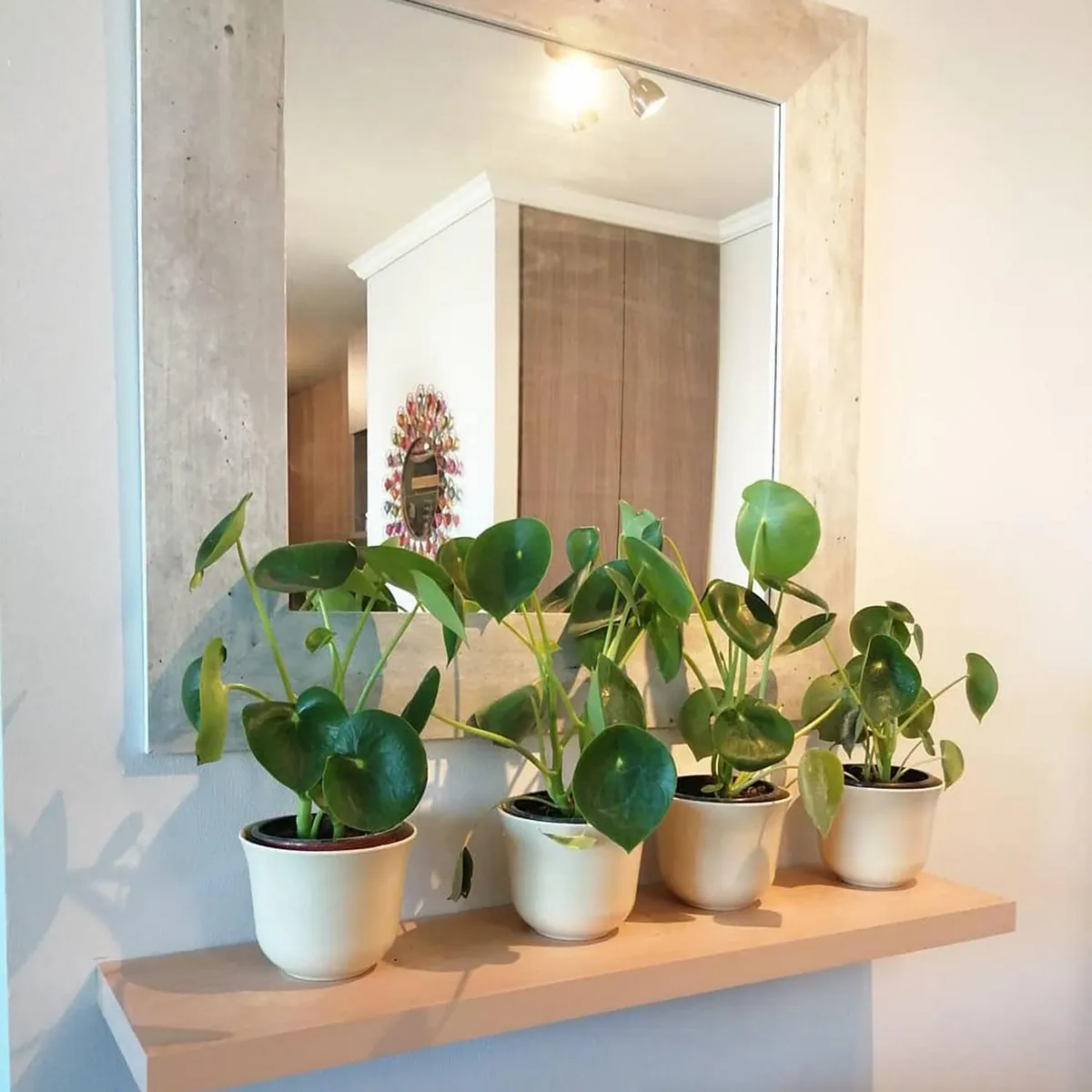 DECOGREEN - Set 2 Maceteros Biodegradables de Silicona 16.5x13 cm Blanco