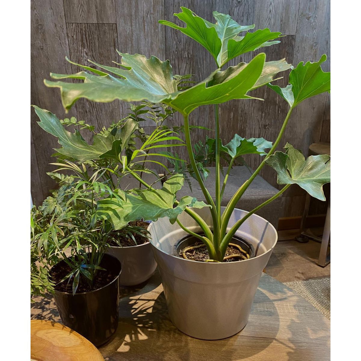 DECOGREEN - Set 2 Maceteros Biodegradables de Silicona 25x17 cm Gris