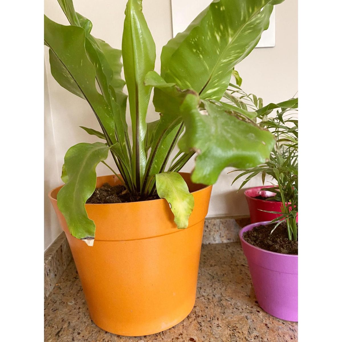 DECOGREEN - Set 2 Maceteros Biodegradables de Silicona 25x17 cm Terracota