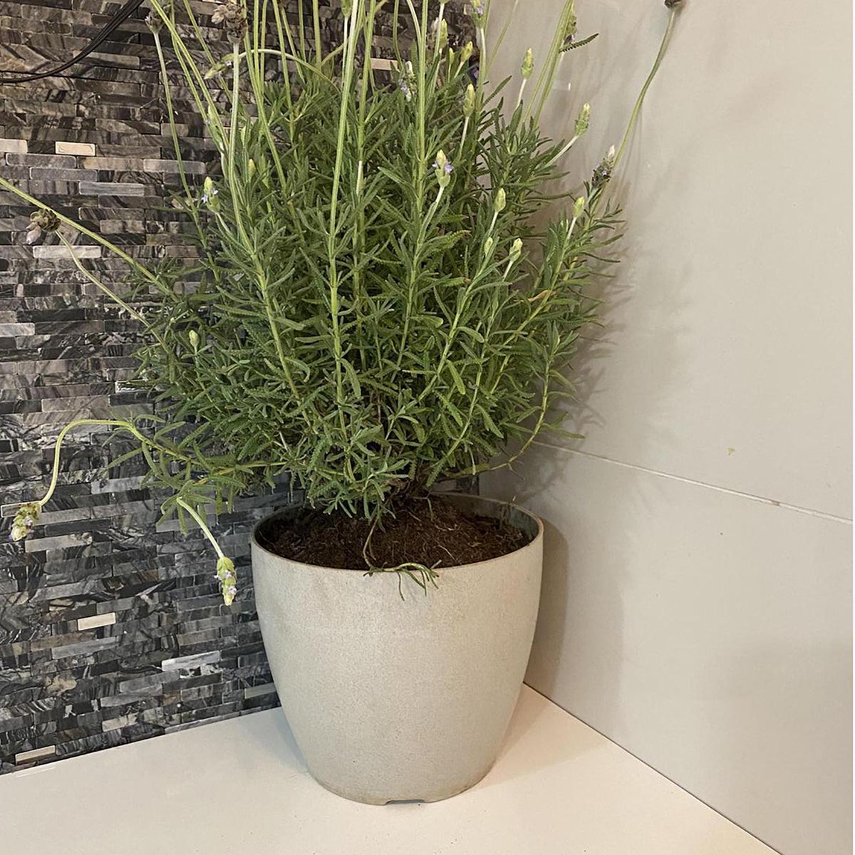 DECOGREEN - Set 2 Maceteros Biodegradables de Silicona 24x18 cm Gris