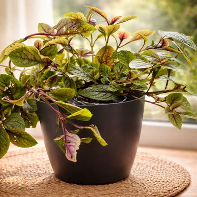 Imagen 2 del producto Set 2 Maceteros Biodegradables de Silicona 24x18 cm Gris