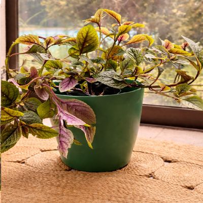 Imagen 2 del producto Set 2 Maceteros Biodegradables de Silicona 24x18 cm Verde Musgo