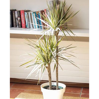 Imagen 2 del producto Set 2 Maceteros Biodegradables de Silicona 25x17 cm Blanco