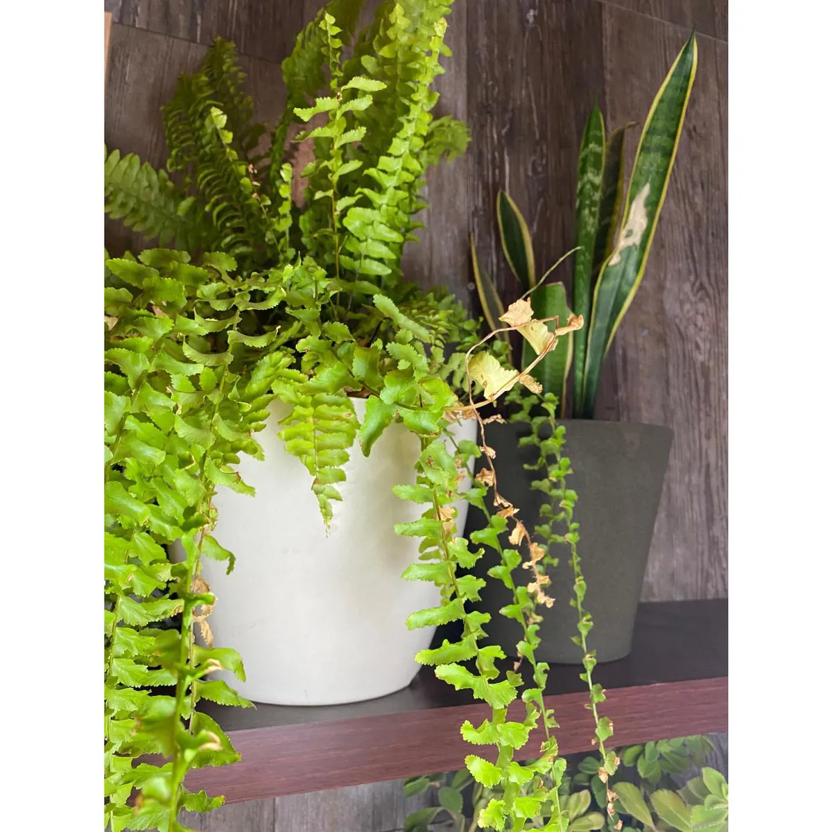 DECOGREEN - Set 2 Maceteros Biodegradables de Silicona 24x18 cm Blanco