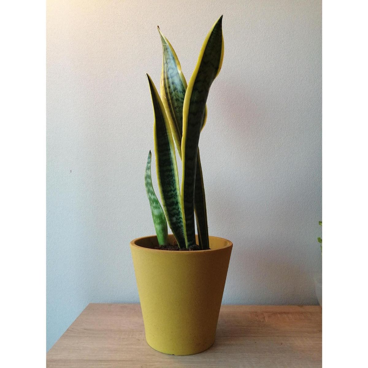 DECOGREEN - Set 4 Macetas Arena 1 Alto mostaza 2 Mediano rojo 1 Suculenta naranjo