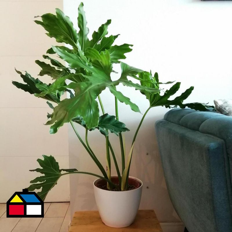 DECOGREEN - Set 4 Maceteros Biodegradables de Silicona 24x18 Terracota