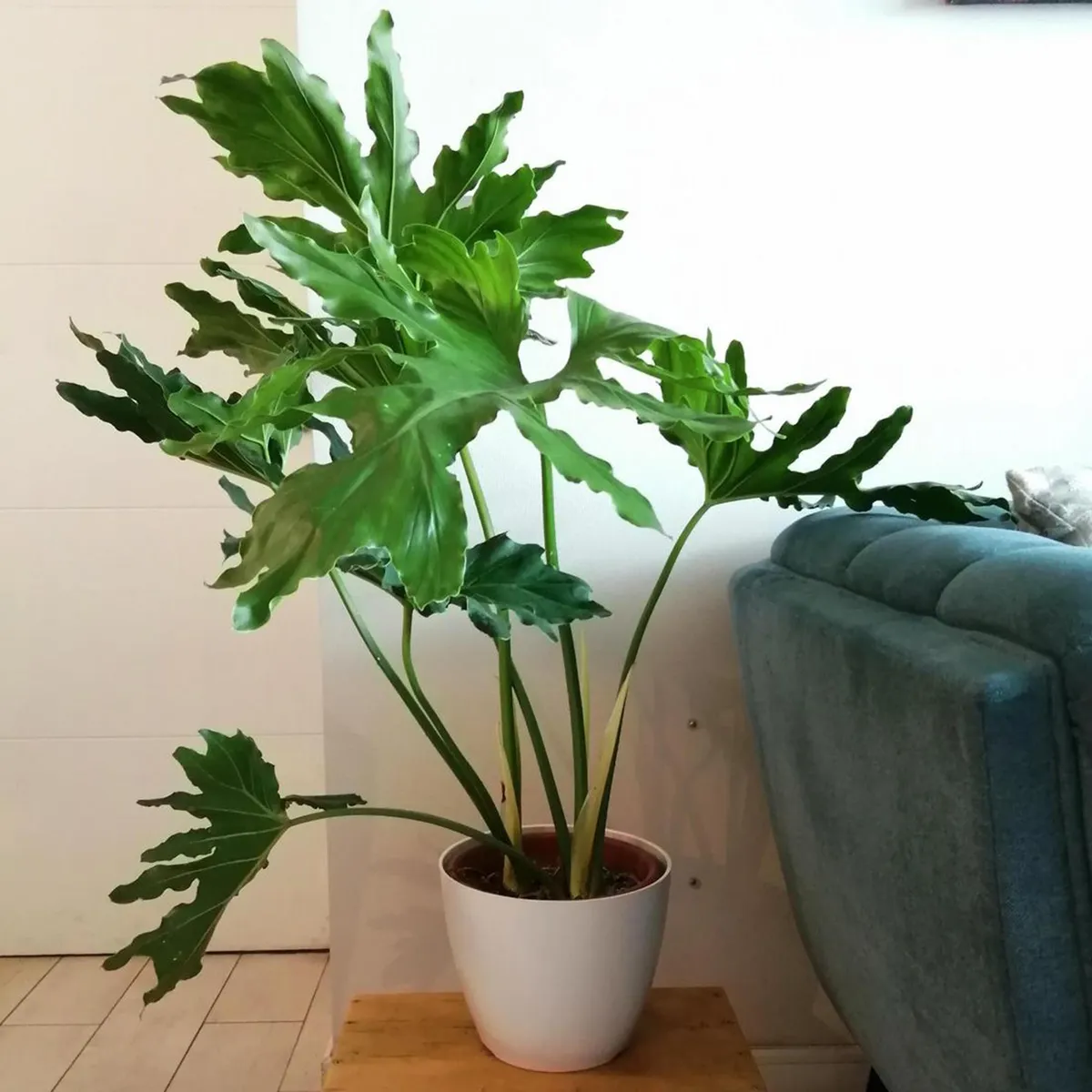 DECOGREEN - Set 4 Maceteros Biodegradables de Silicona 24x18 cm Terracota