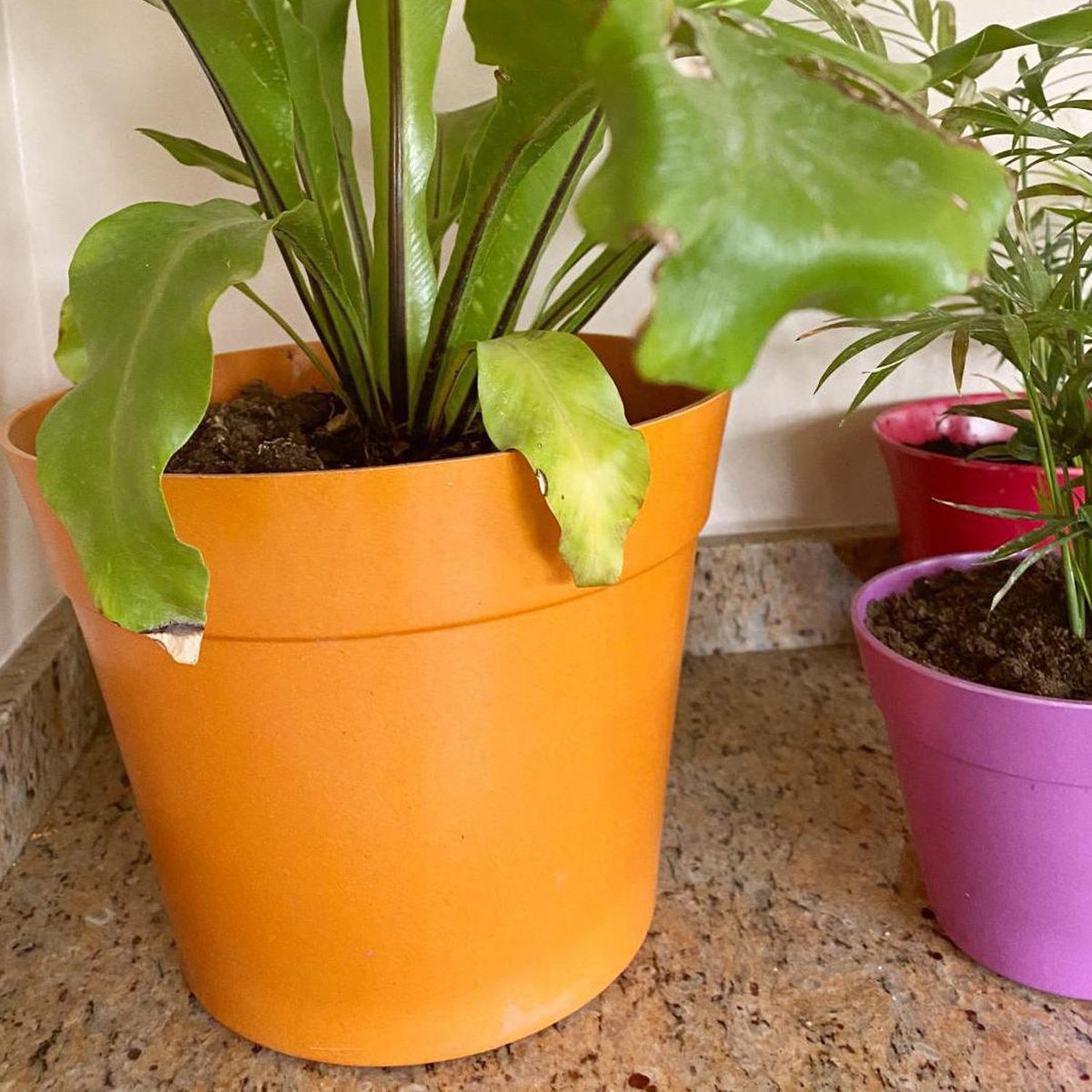 DECOGREEN - Set 4 Maceteros Biodegradables Clásico 2 terracota, 2 musgo