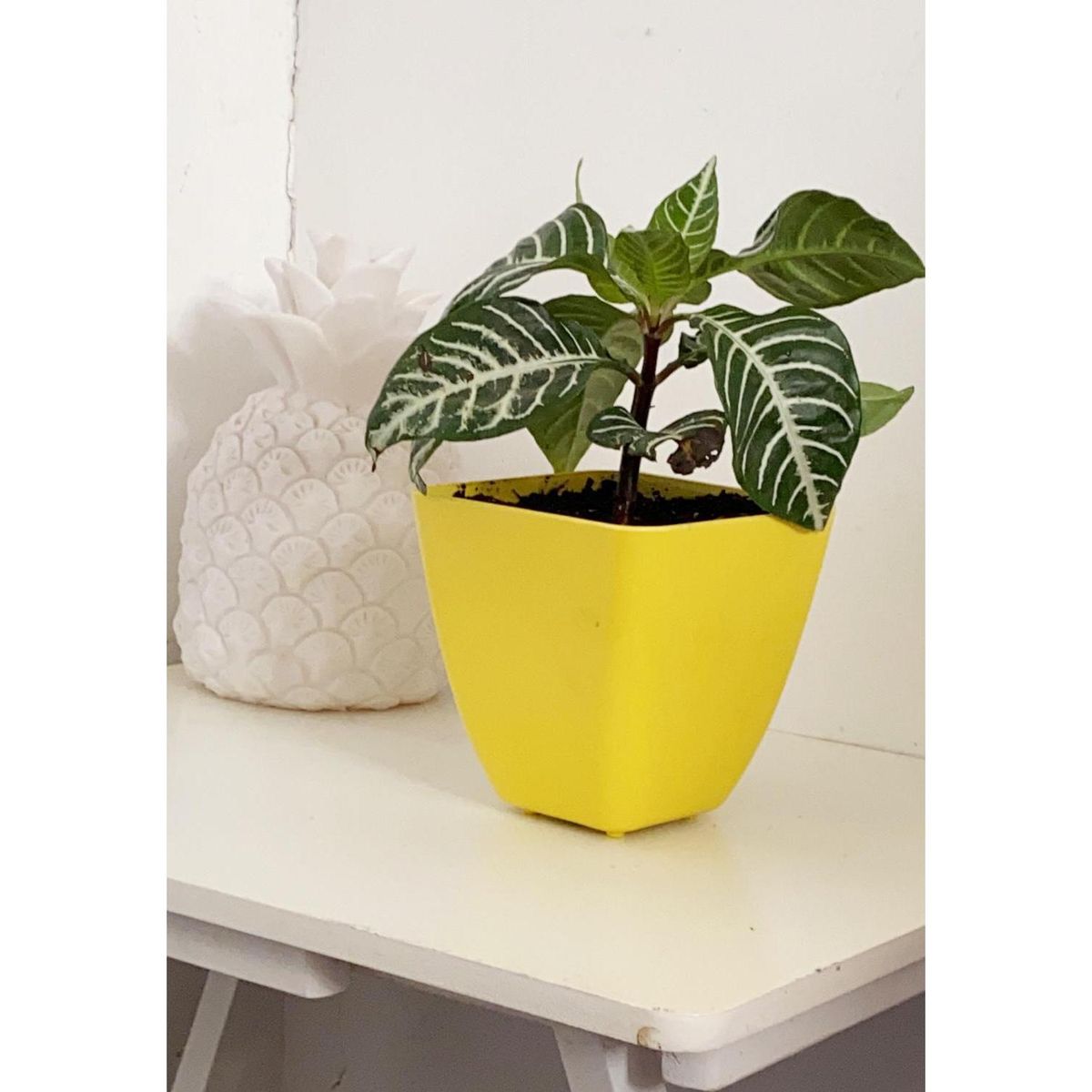 DECOGREEN - Set 7 Maceteros Biodegradables Cuadrado 3 coral, 4 amarillos