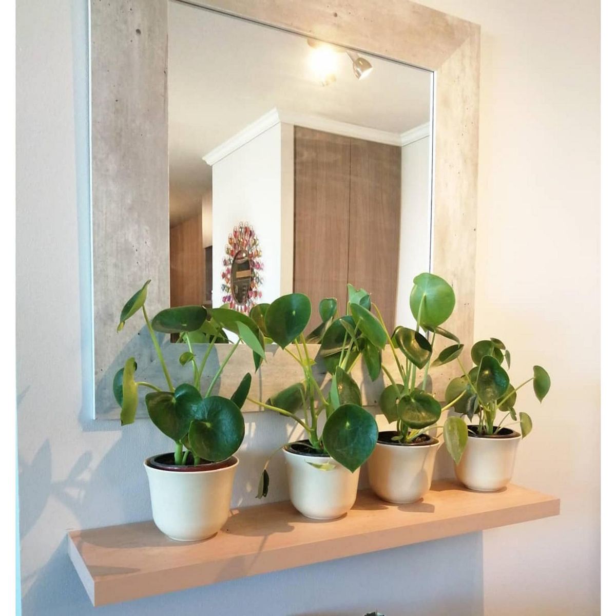 DECOGREEN - Set 6 Macetero Biodegradables Curvo, 2 blancos, 2 gris, 2 purpura