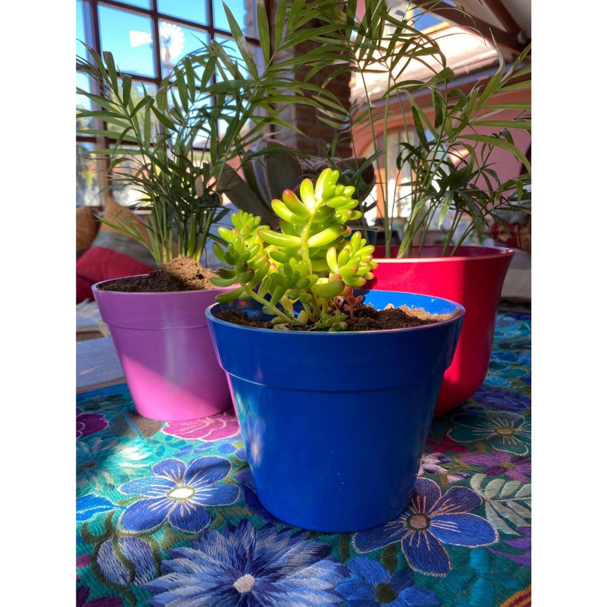 DECOGREEN - Set 8 Maceteros Biodegradables Redondos 4 azul, 4 rojos