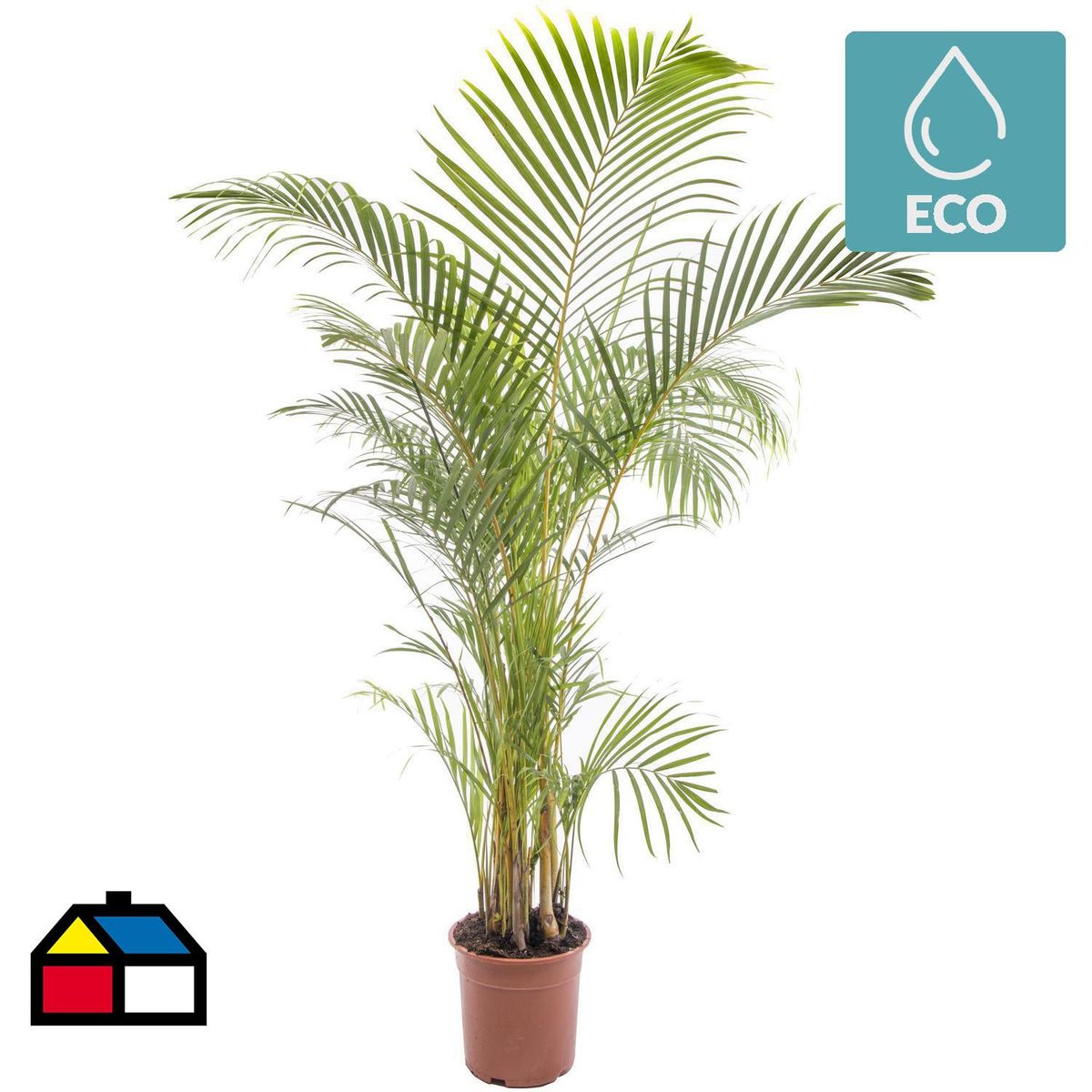 VIVEROS HIJUELAS - Palmera Areca 120 m Natural CT24